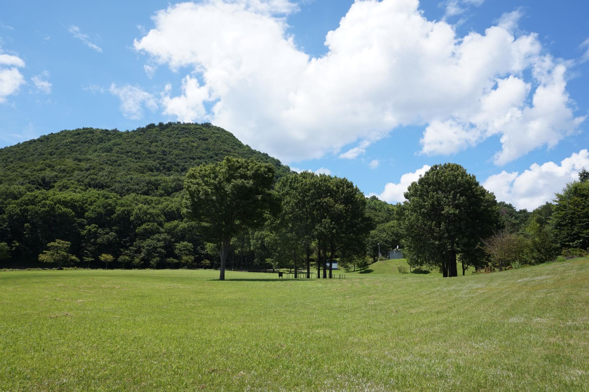 木々が生えている前に草地が広がっている写真