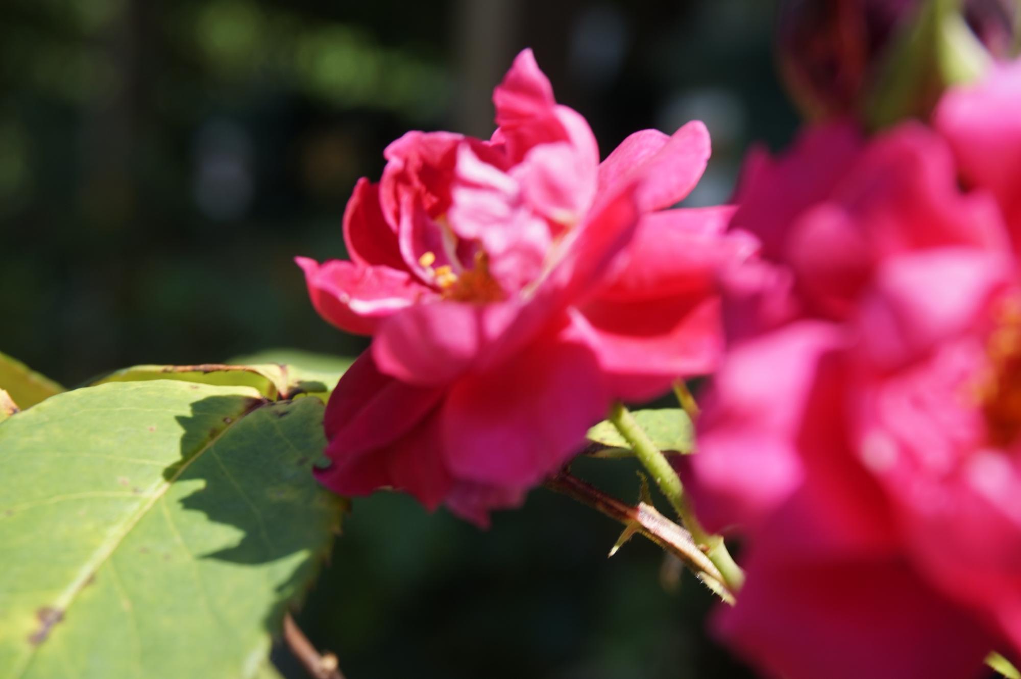 野外に咲いたピンク色の花をアップで写した写真