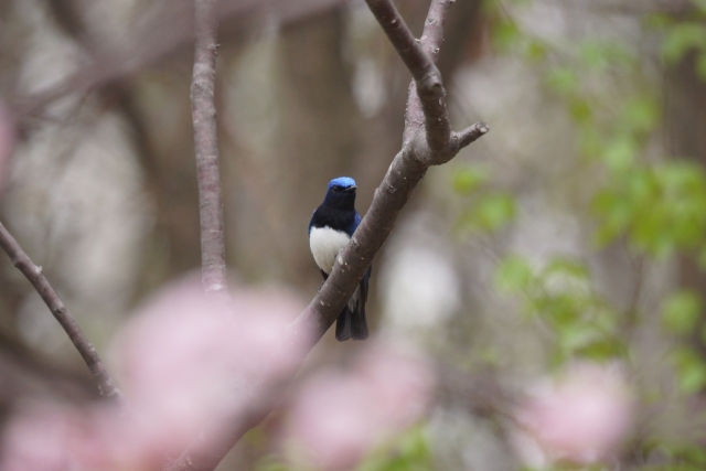 木の枝に1羽の野鳥がとまっている写真