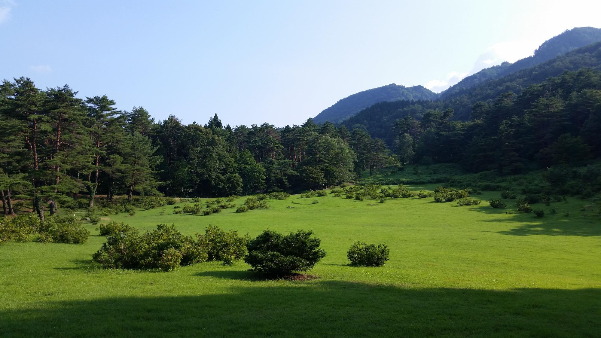 木々が生い茂っている前に草地が広がっている写真