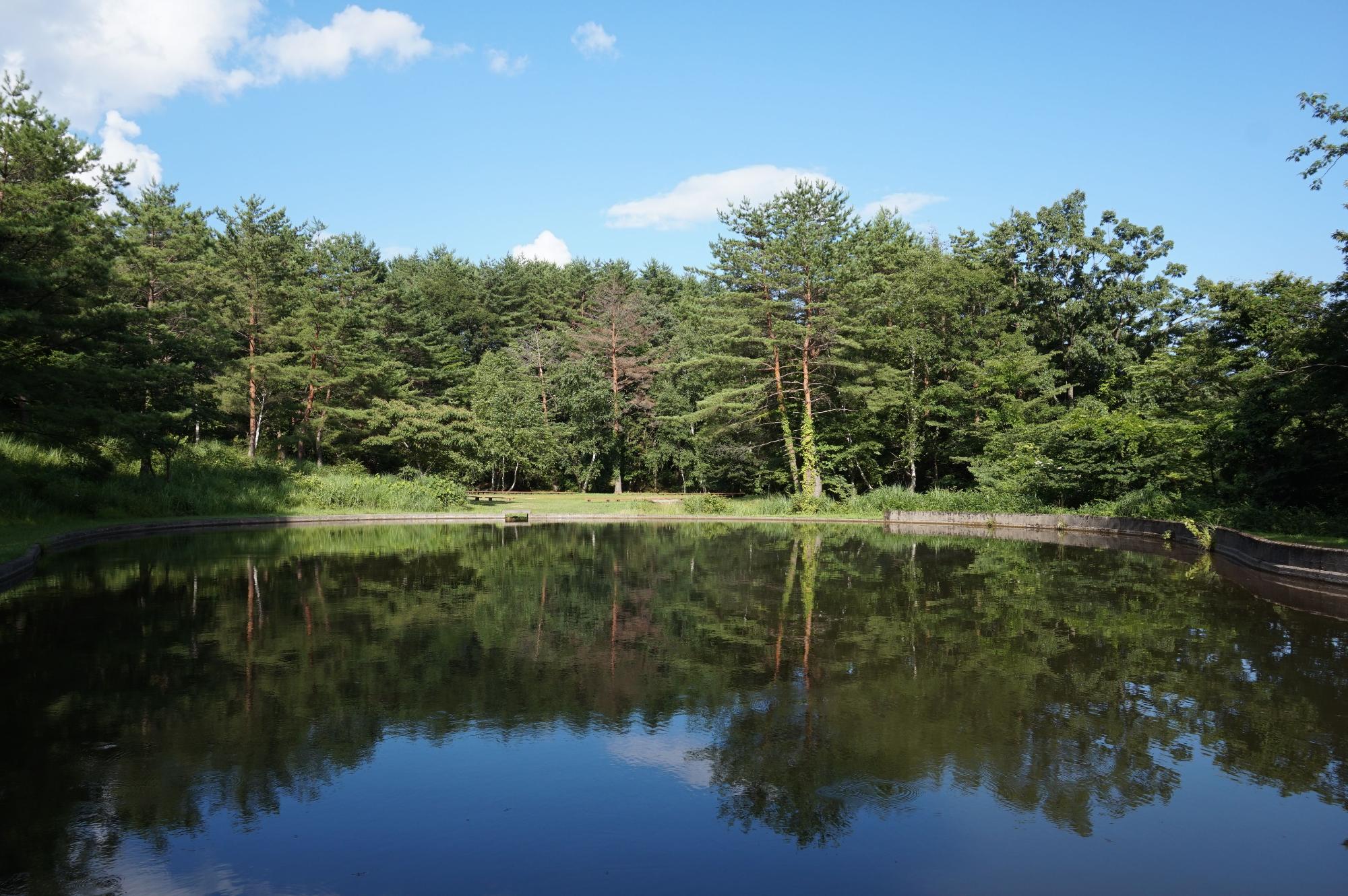 木々が植わっている手前にある広い池の写真