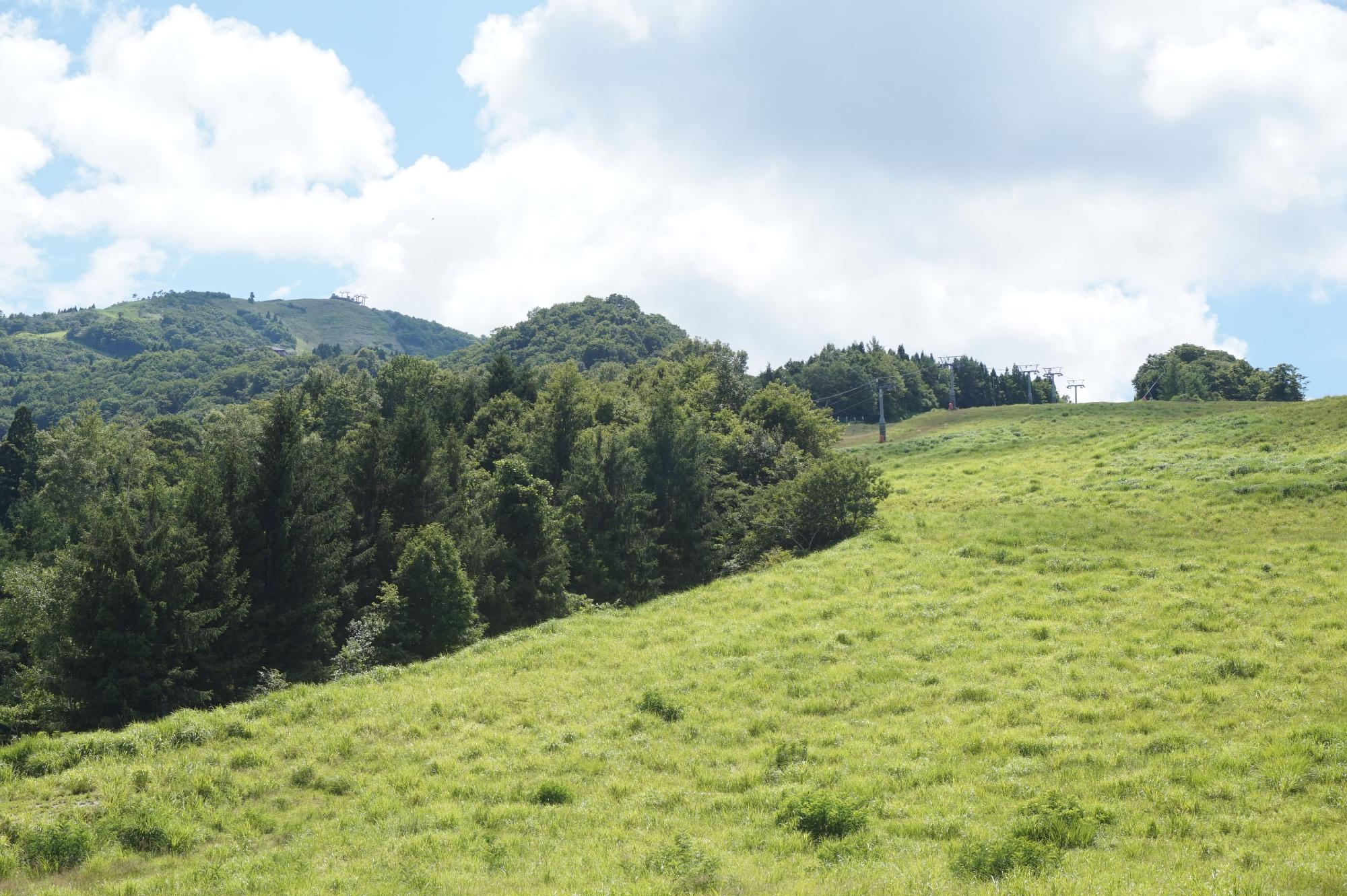 芝が生っている山の坂を見上げている写真