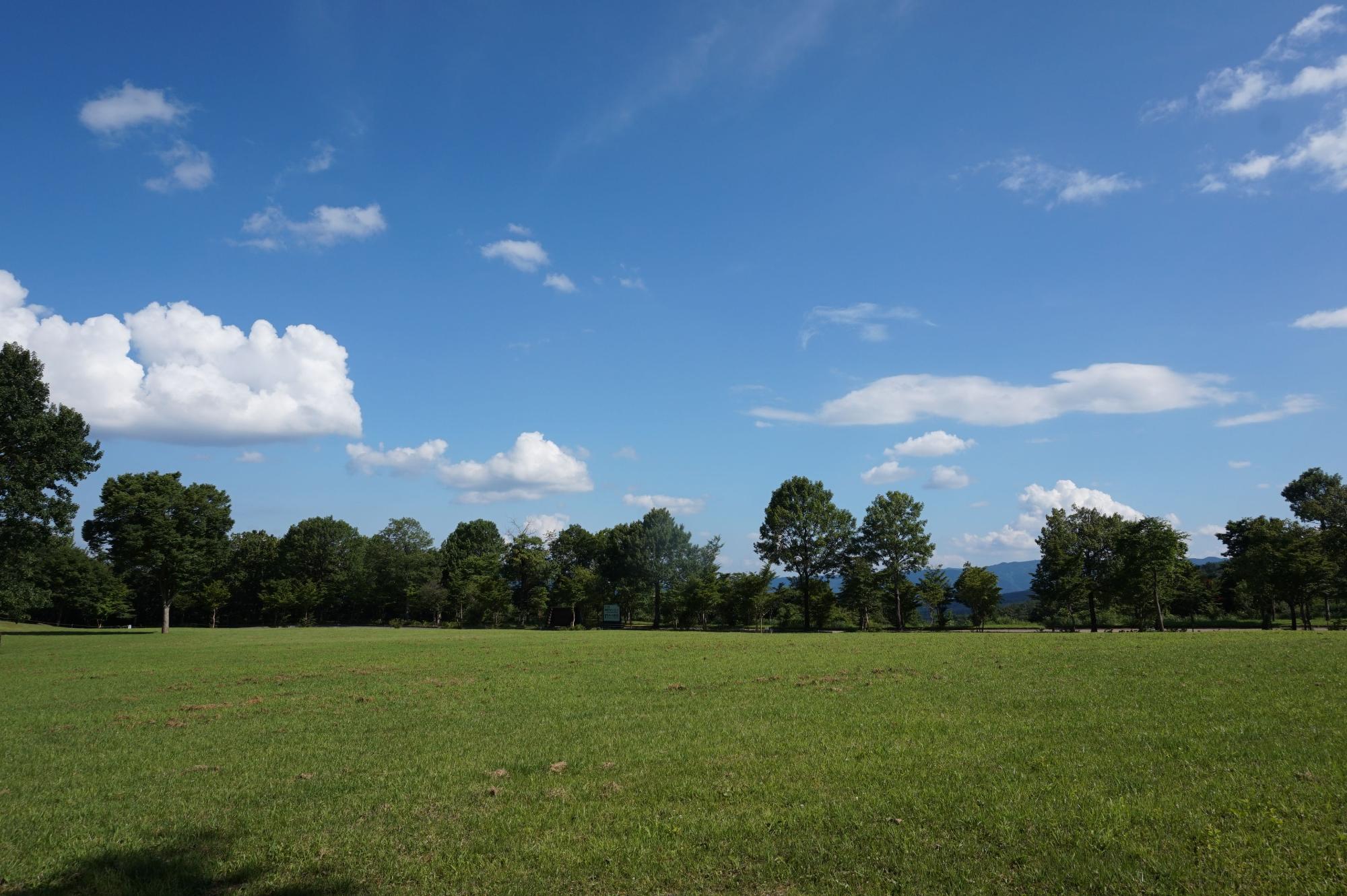 奥に木々の生えた草原の写真
