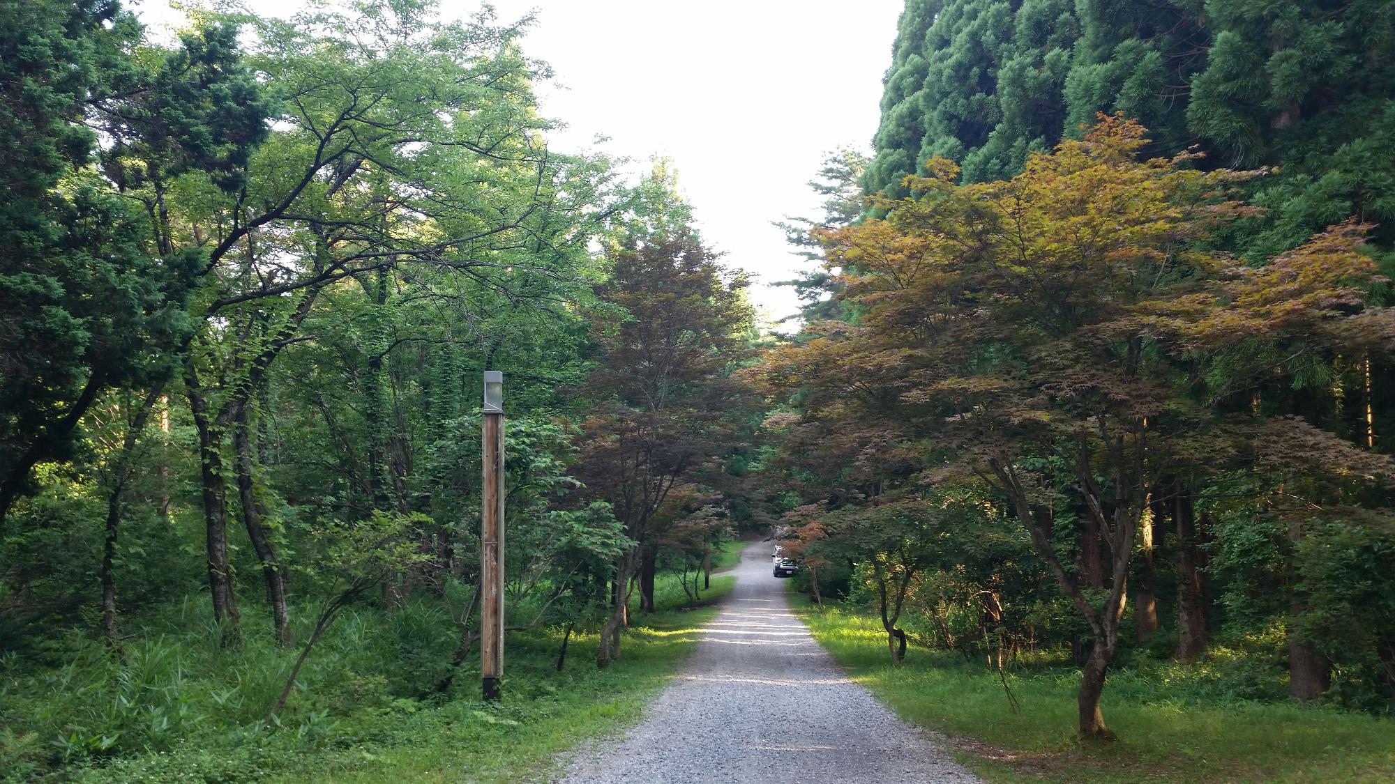 両サイドにたくさんの木が生えた砂利道の写真