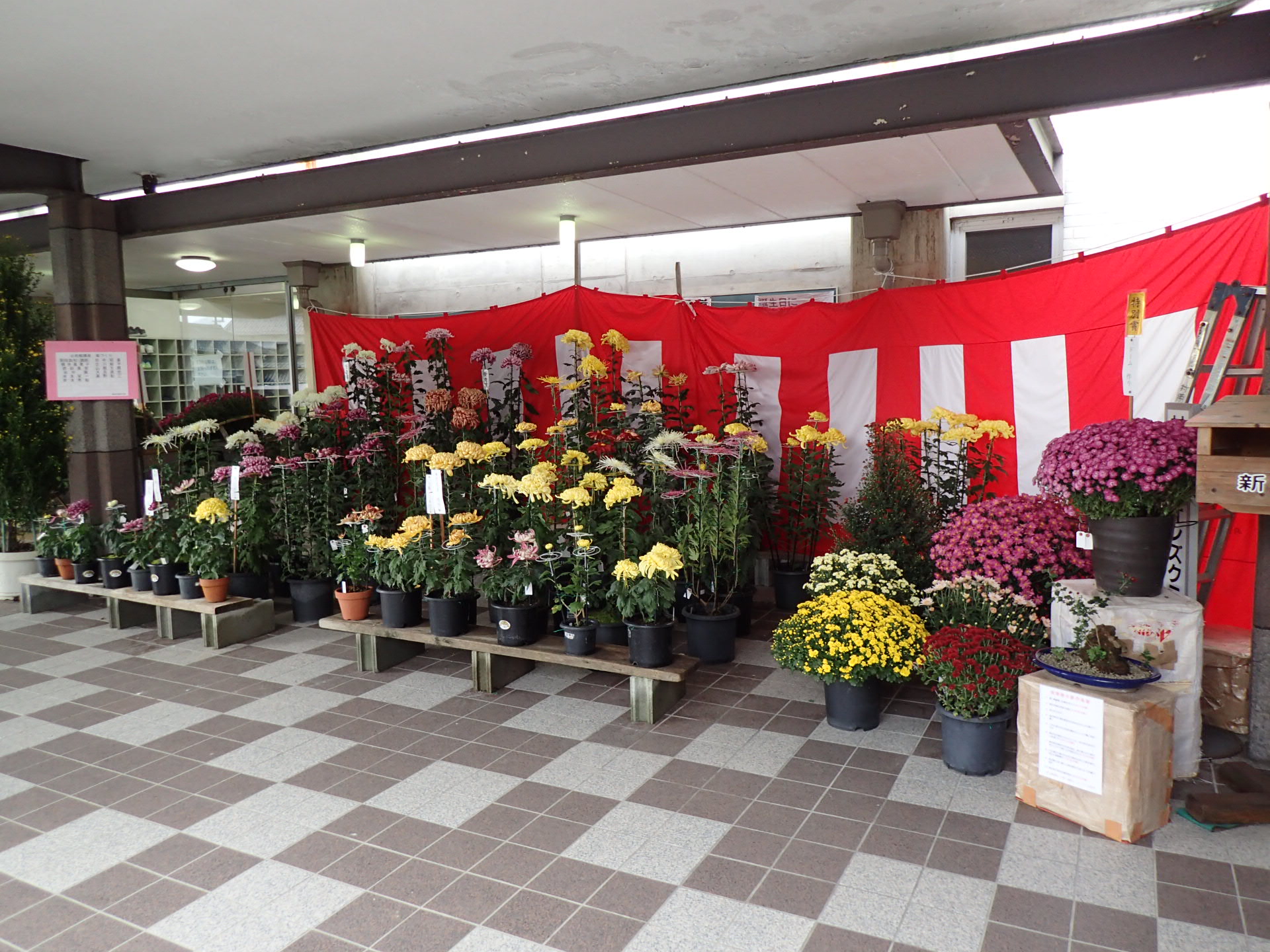 菊の展示