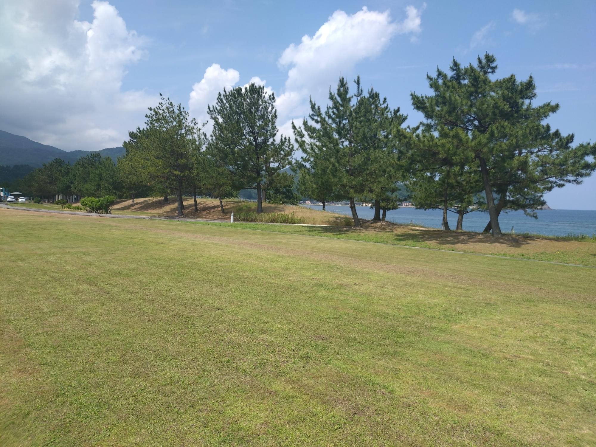 芝生の広場と松並木