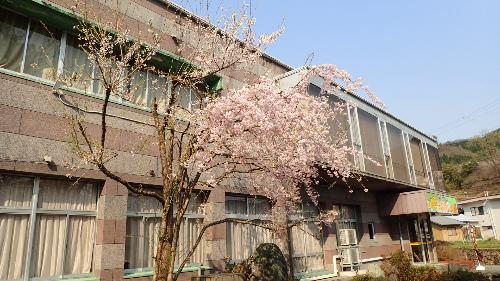桜の木がある2階建ての建物
