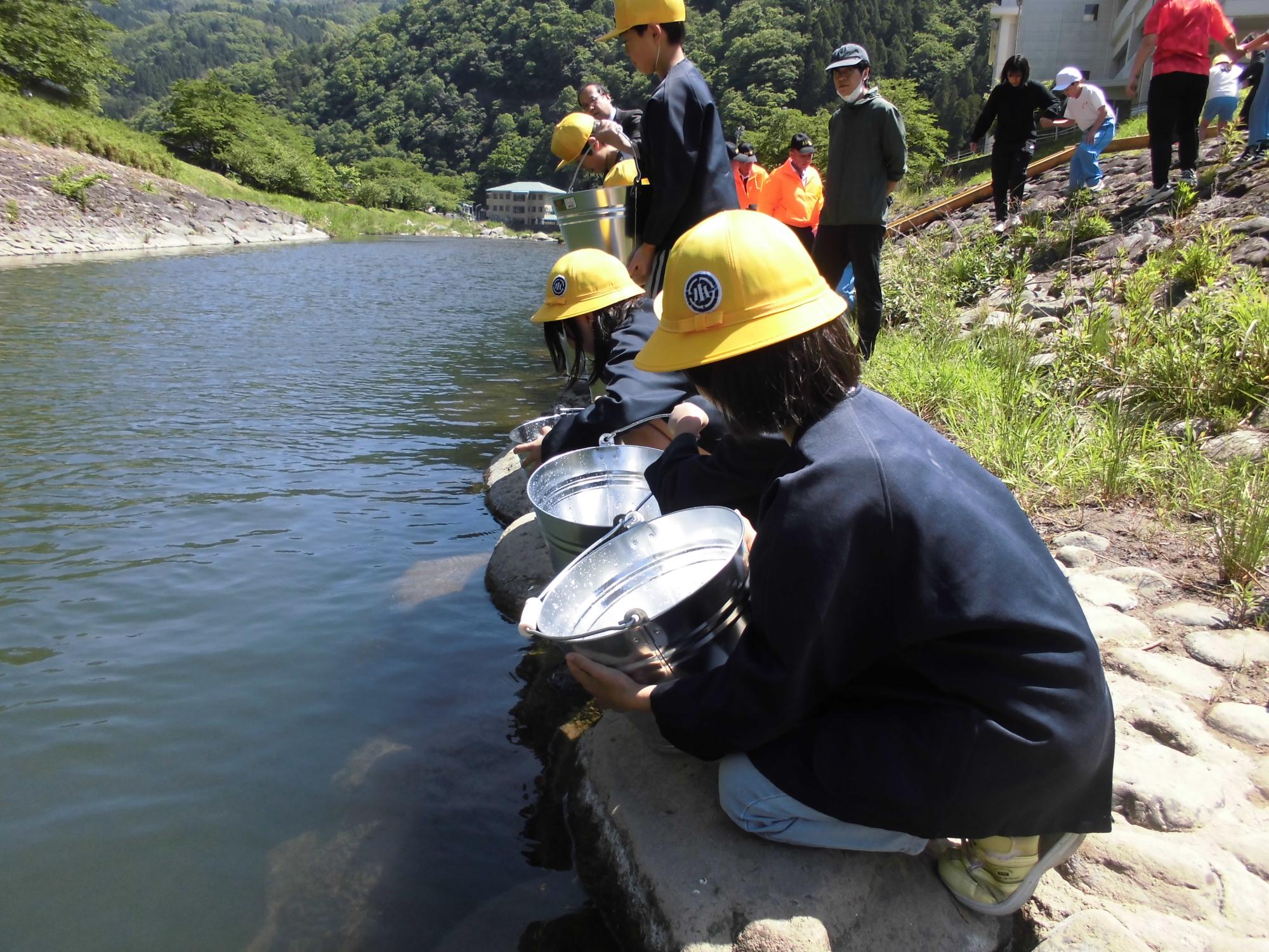 ayu