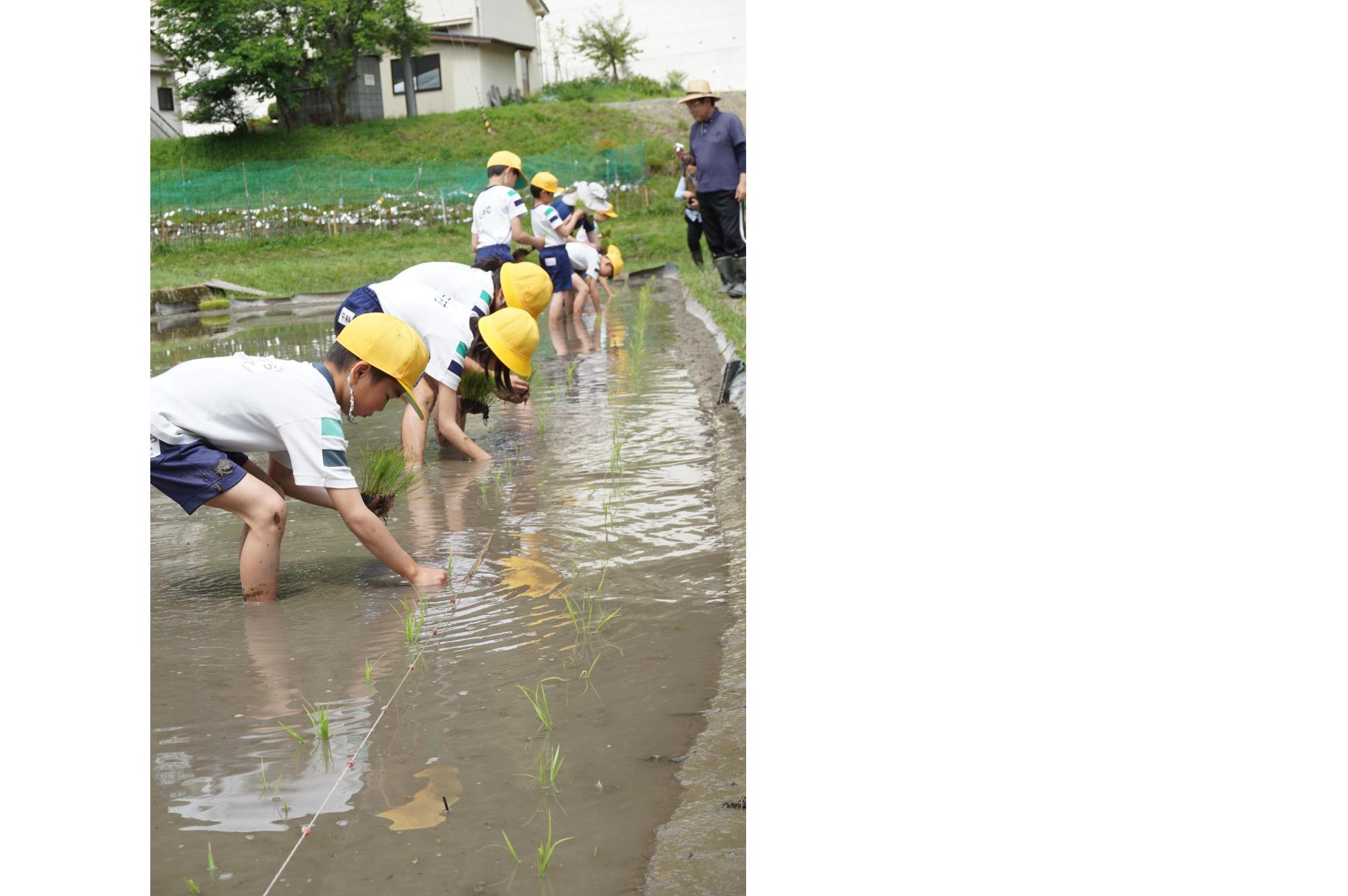 taue4
