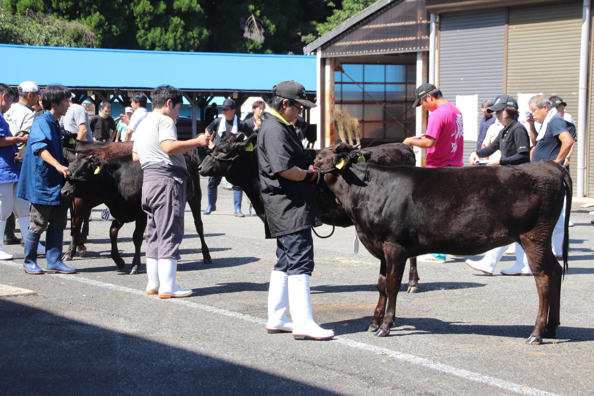 子牛品評会の写真