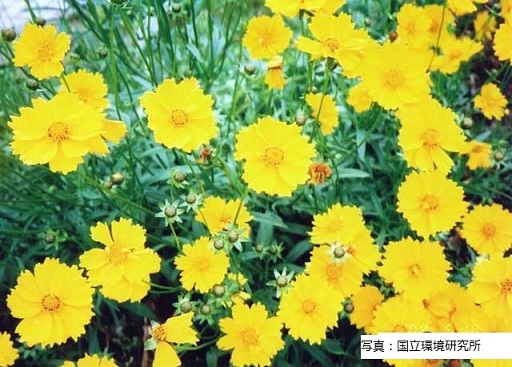 一面に黄色い花を咲かせ群生しているオオキンケイギクの写真