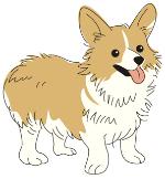 茶色と白色の犬のイラスト