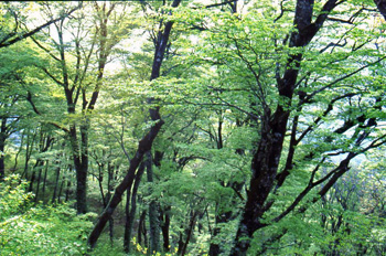 小城のブナ原生林