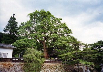 大乗寺のくす