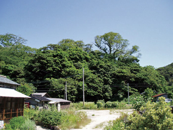 八坂神社モチノキを主とした社叢